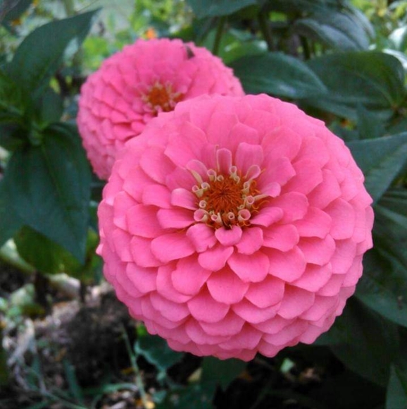 My Seller Policy - Picture 1 of 1